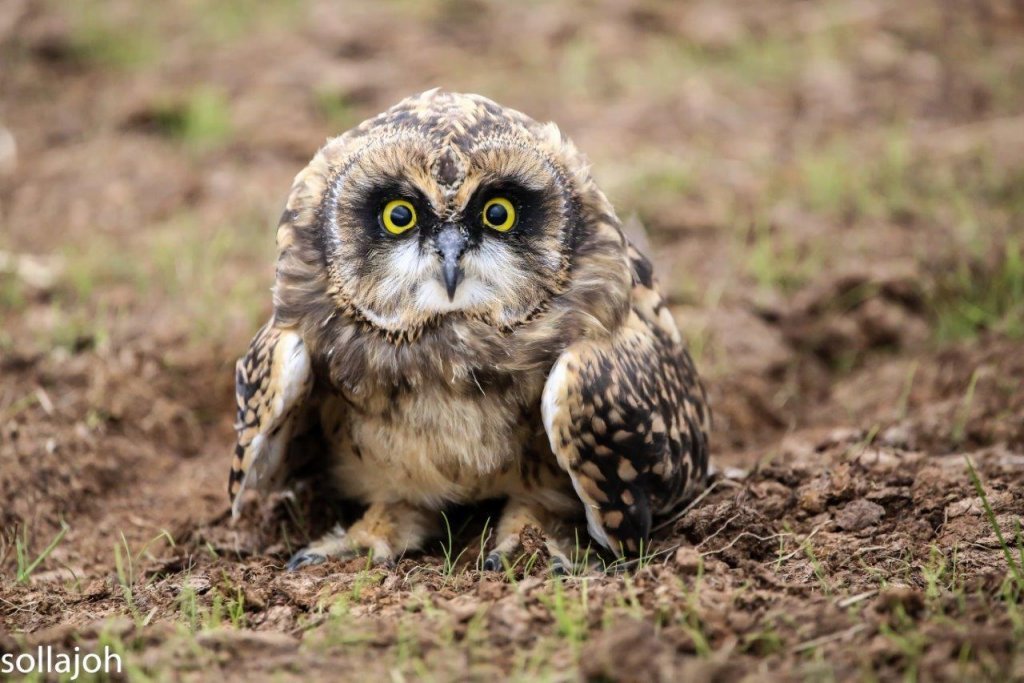 Verðlaunamynd 2018- Sólveig Jóna Jóhannesdóttir.