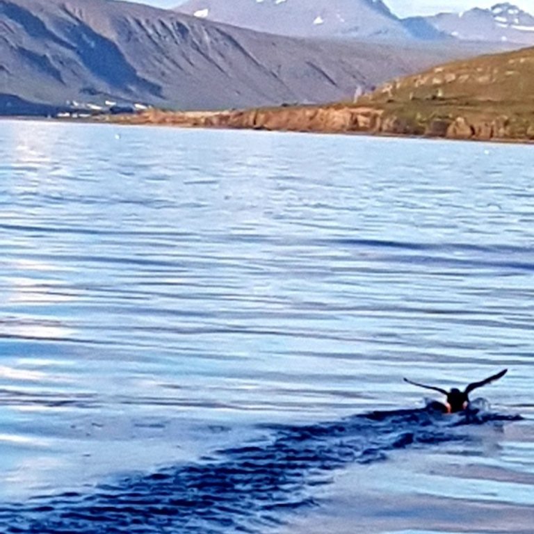 20180824_170631jpg-brynja-2