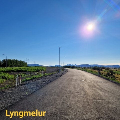Lyngmelur