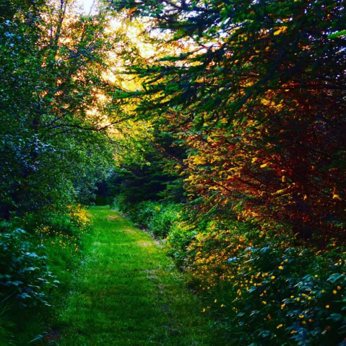 mynd-16-midnaetursol-i-alfholtsskogi