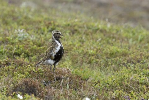 Lóa – nýsköpunarstyrkir fyrir landsbyggðina