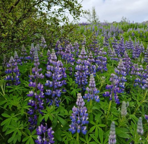 Starfsfólk óskast í félagsstarf aldraðra í Hvalfjarðarsveit