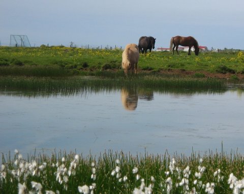Holtaflöt í landi Kirkjubóls og Innri-Hólms