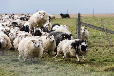 Göngur og réttir í Hvalfjarðarsveit 2019