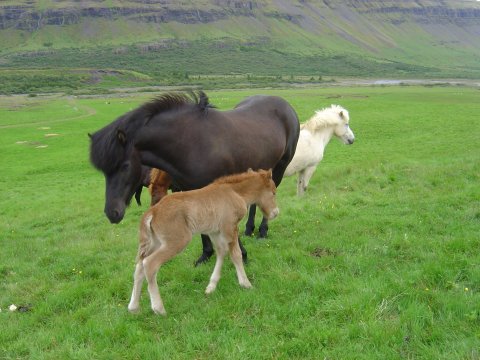 Nýliðunarstuðningur í landbúnaði