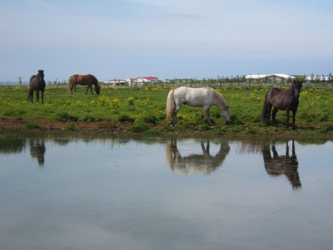 Útleiga á beitarhólfum við Melahverfi