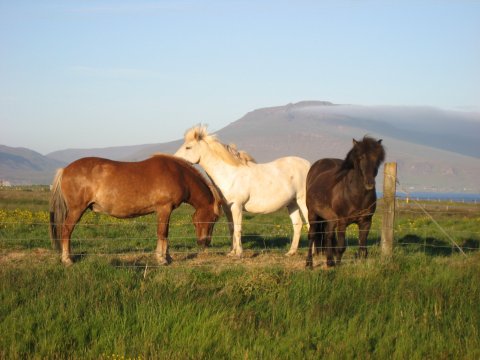 Útleiga á beitarhólfum við Melahverfi