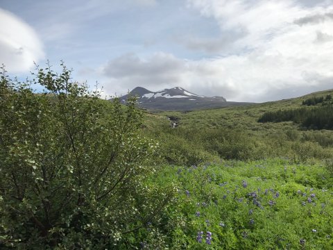Vorhreinsun 2019